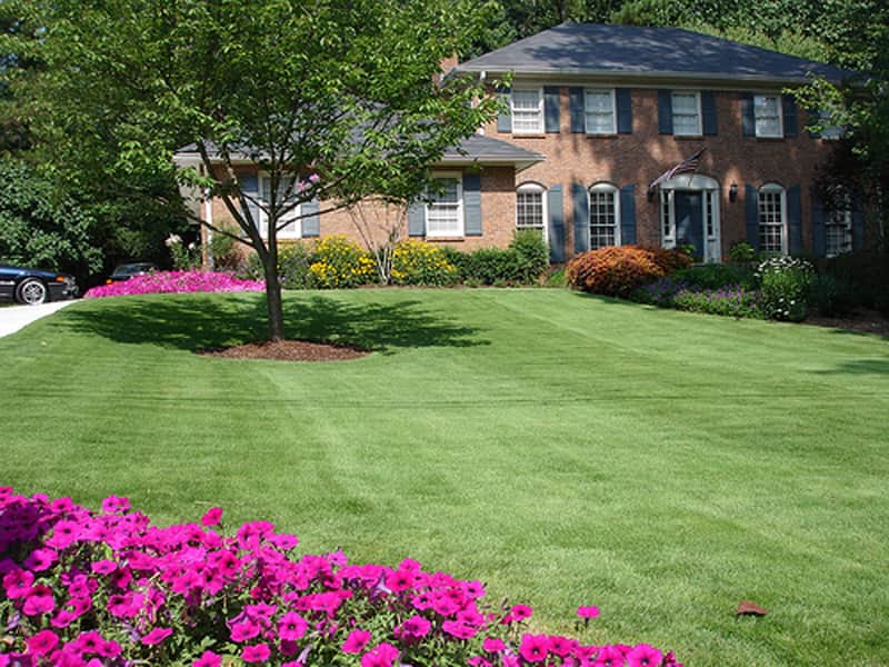 zoysia tenuifolia