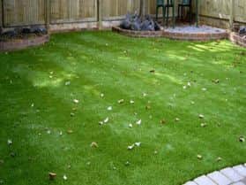 gazon zoysia tenuifolia en rouleau